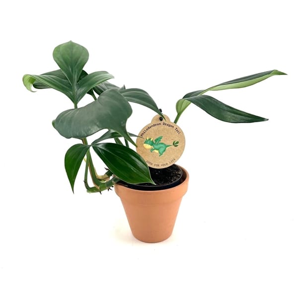 Филодендрон Дрэгон Тэйл 