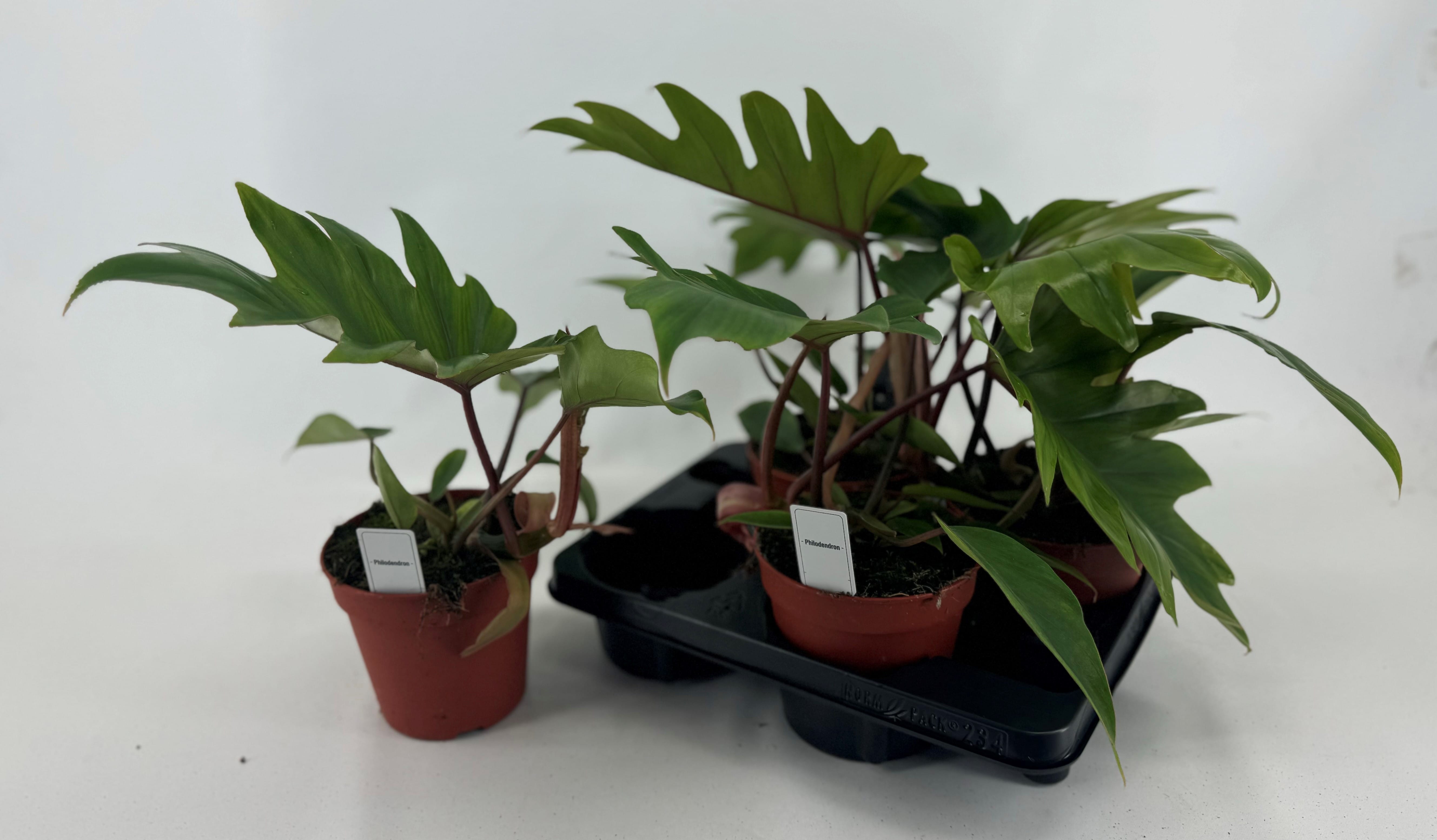 Филодендрон Дрэгон Тэйл 