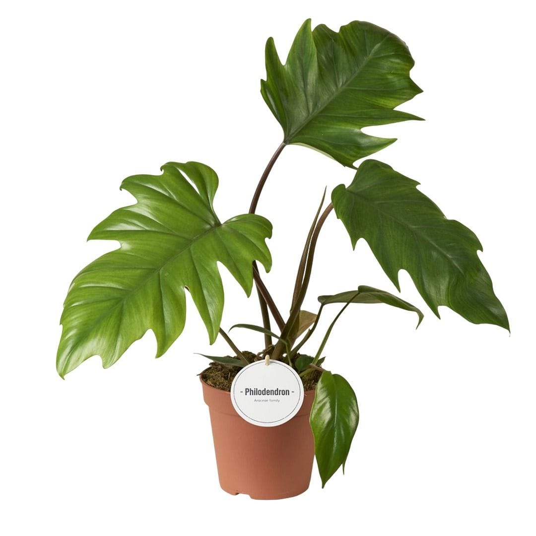 Филодендрон Майои