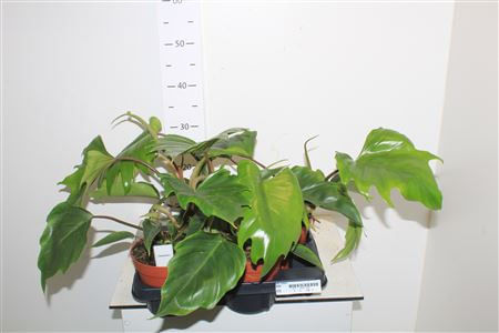 Филодендрон Майои