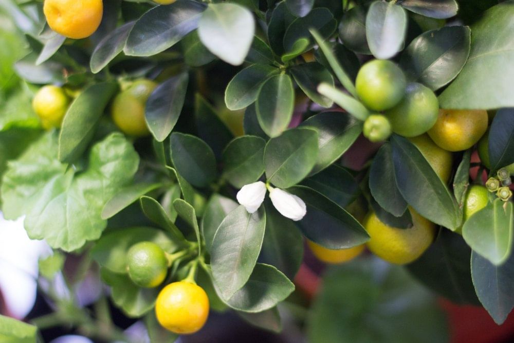 Каламондин на решетке д12/13 букет