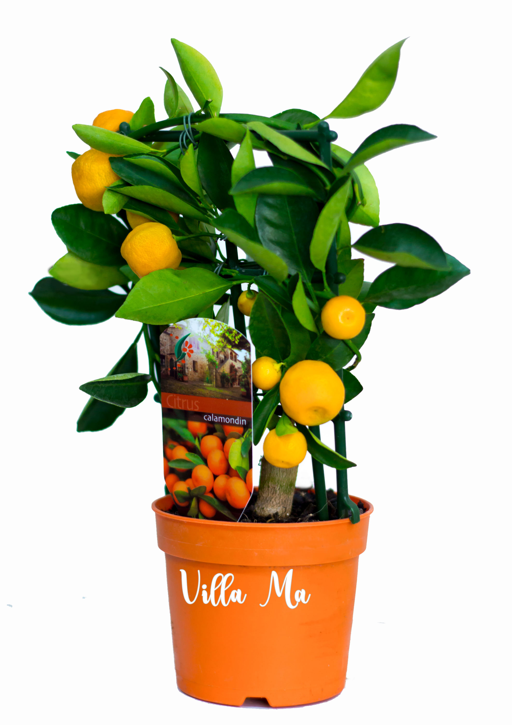 Каламондин на решетке д12/13 букет