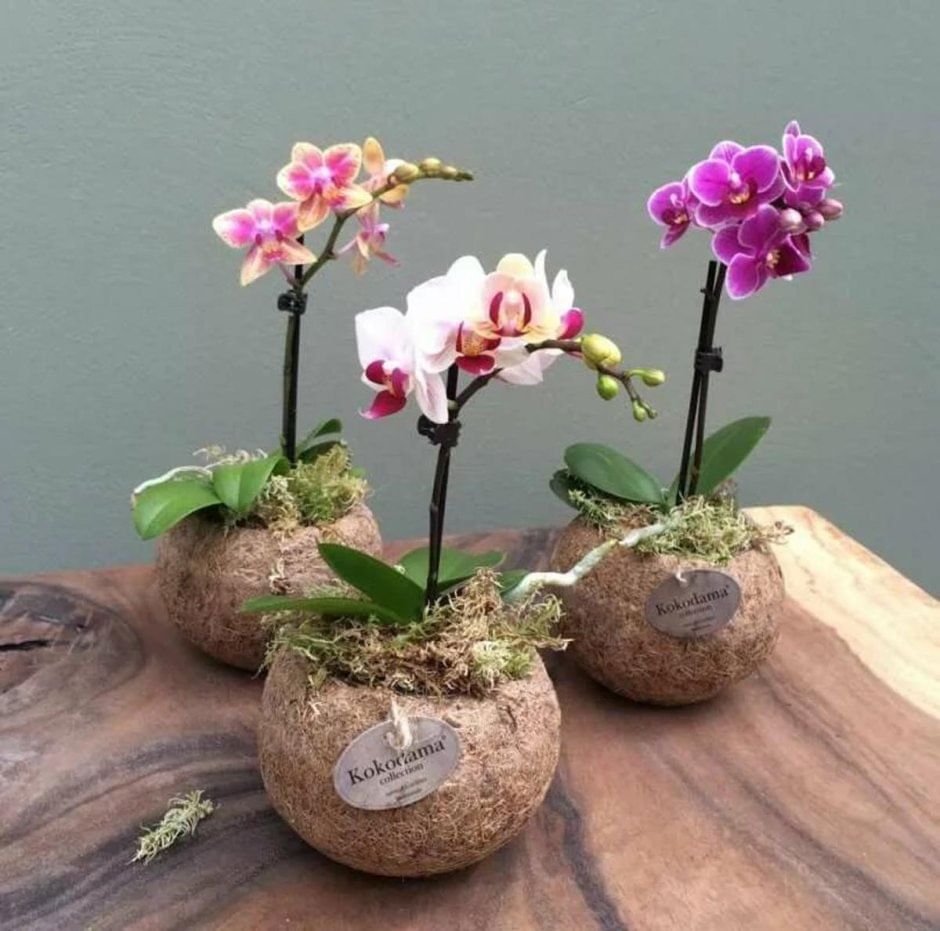 Фаленопсис Кокедама Аманда орхидея