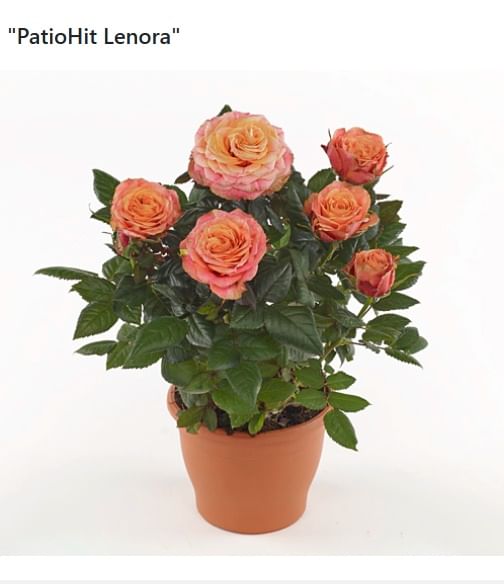 Роза Хит Ленора розово-оранжевая