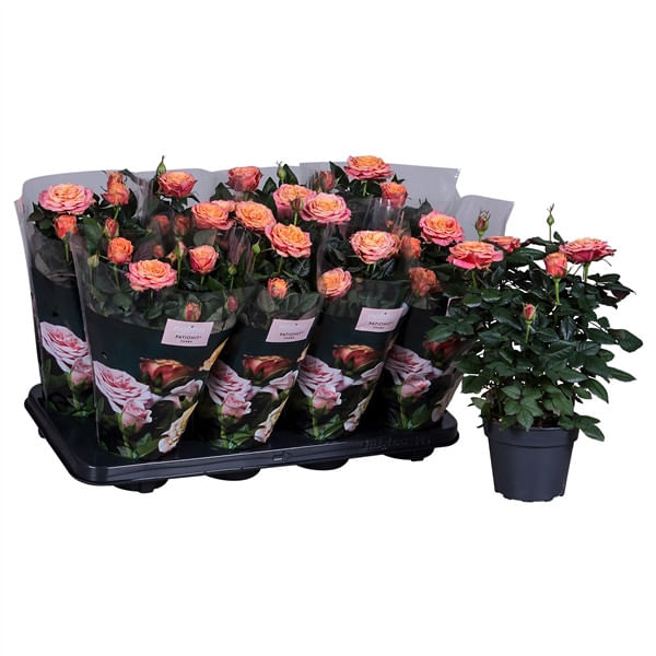 Роза Хит Ленора розово-оранжевая