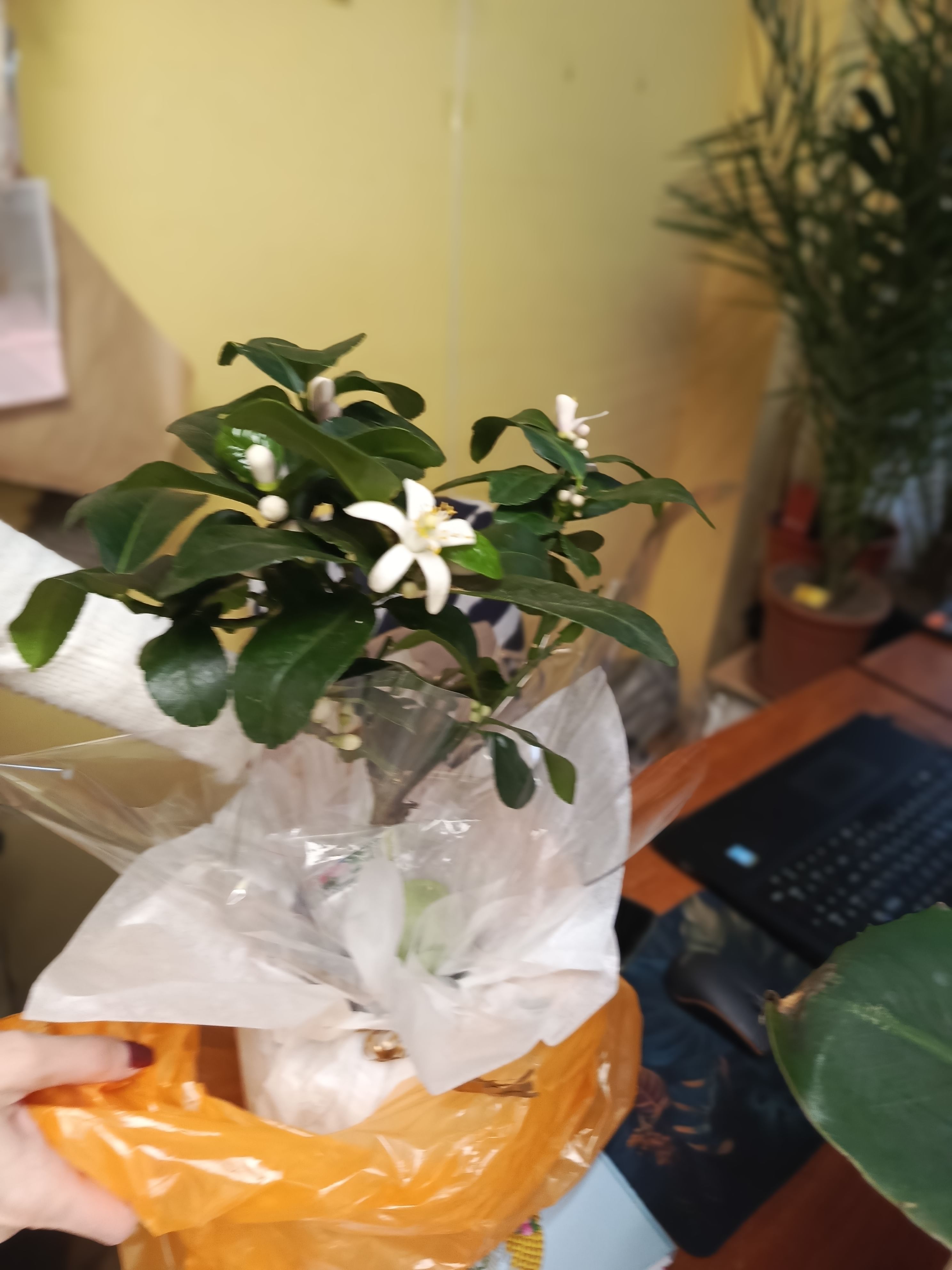 Лимон Адамо d15 h45