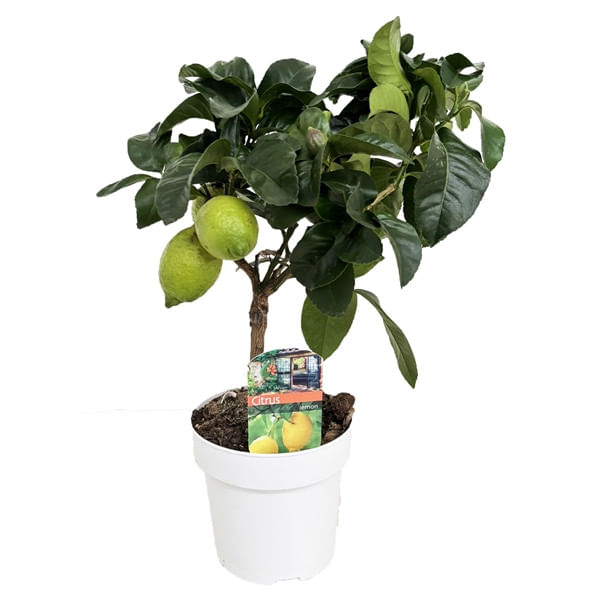 Лимон Адамо d15 h45