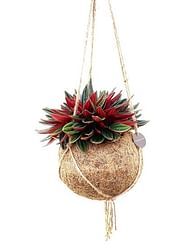 Пеперомия Россо Peperomia Kokodama 15 cm Rosso Пеперомия Россо Peperomia Kokodama 15 cm Rosso