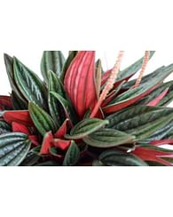Пеперомия Россо Peperomia Kokodama 15 cm Rosso Пеперомия Россо Peperomia Kokodama 15 cm Rosso