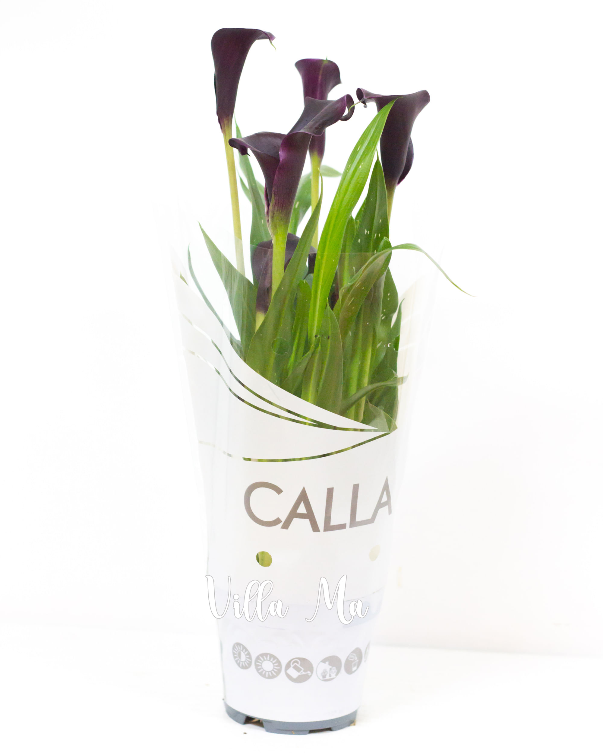 Зантедеския калла