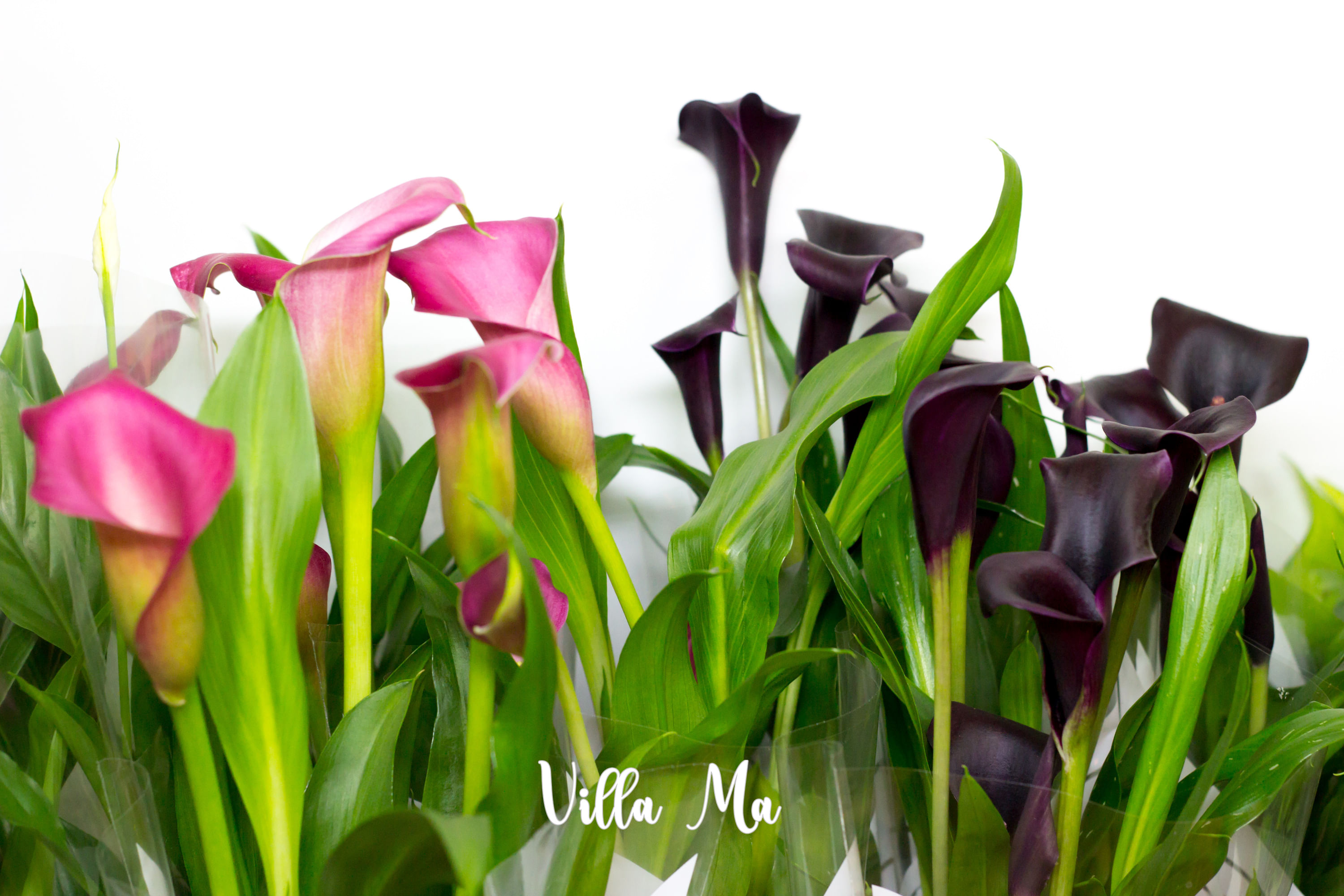 Зантедеския калла