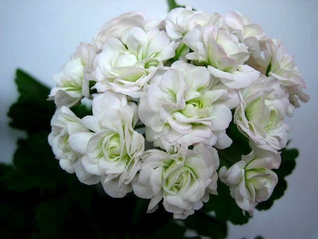 Пеларгония Нада К Villa Ma розобутонная