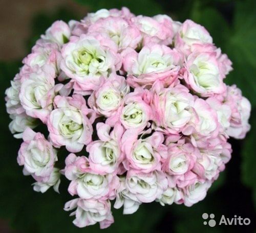 Пеларгония Нада К Villa Ma розобутонная