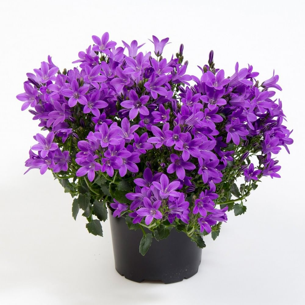 Кампанула колокольчики