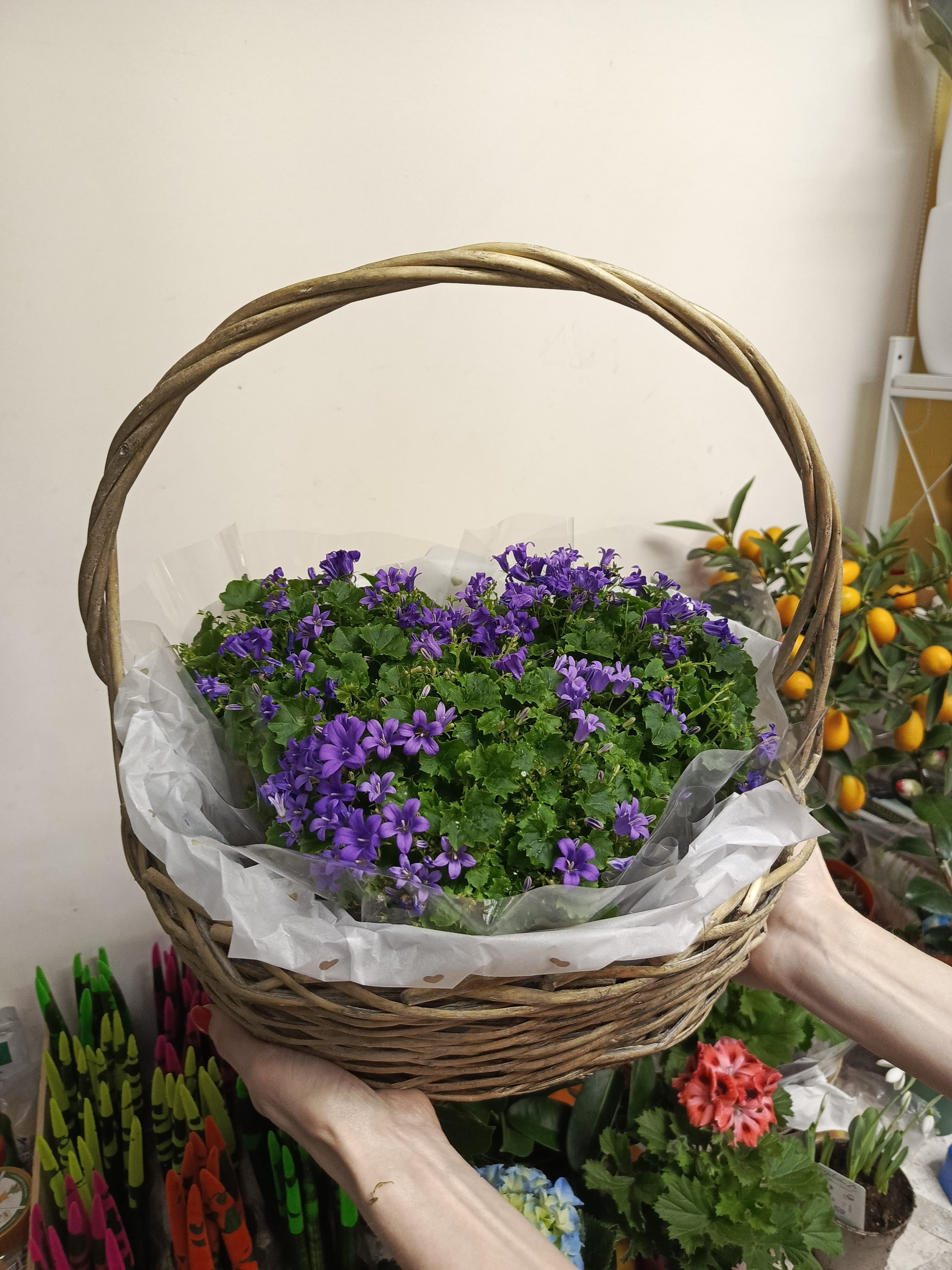 Кампанула колокольчики