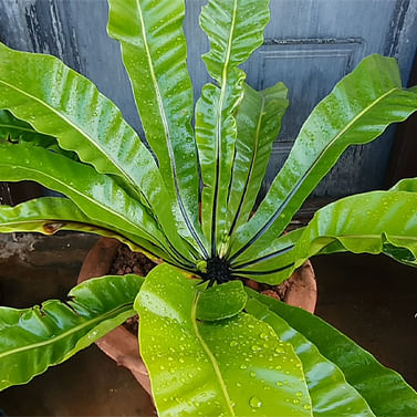 Асплениум папоротник