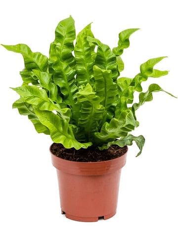 Асплениум папоротник