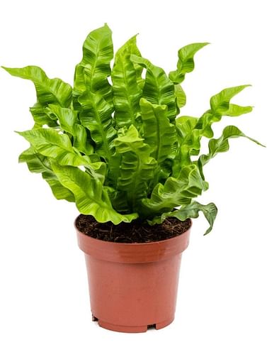 Асплениум папоротник