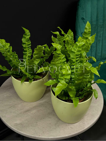 Асплениум папоротник