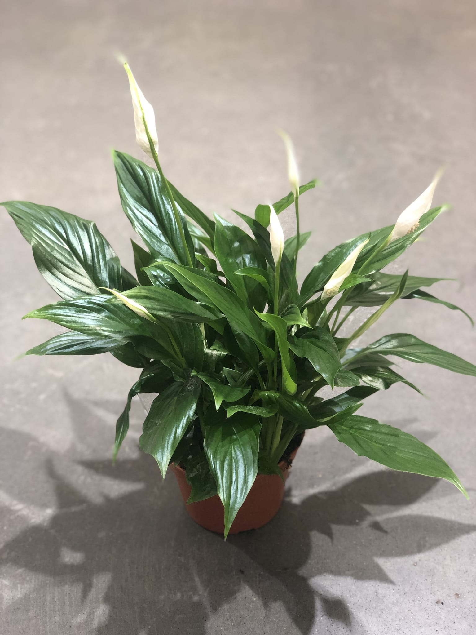 Спатифиллум Беллини