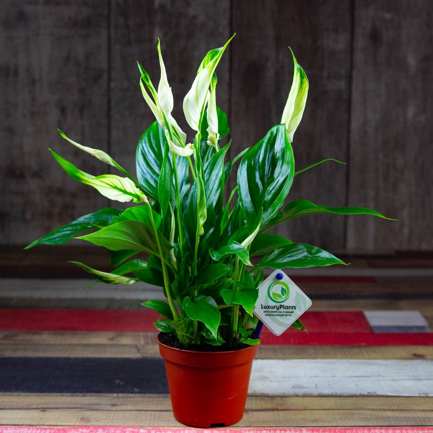 Спатифиллум Беллини