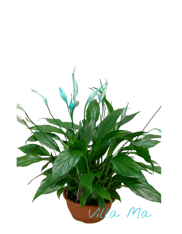 Спатифиллум Беллини