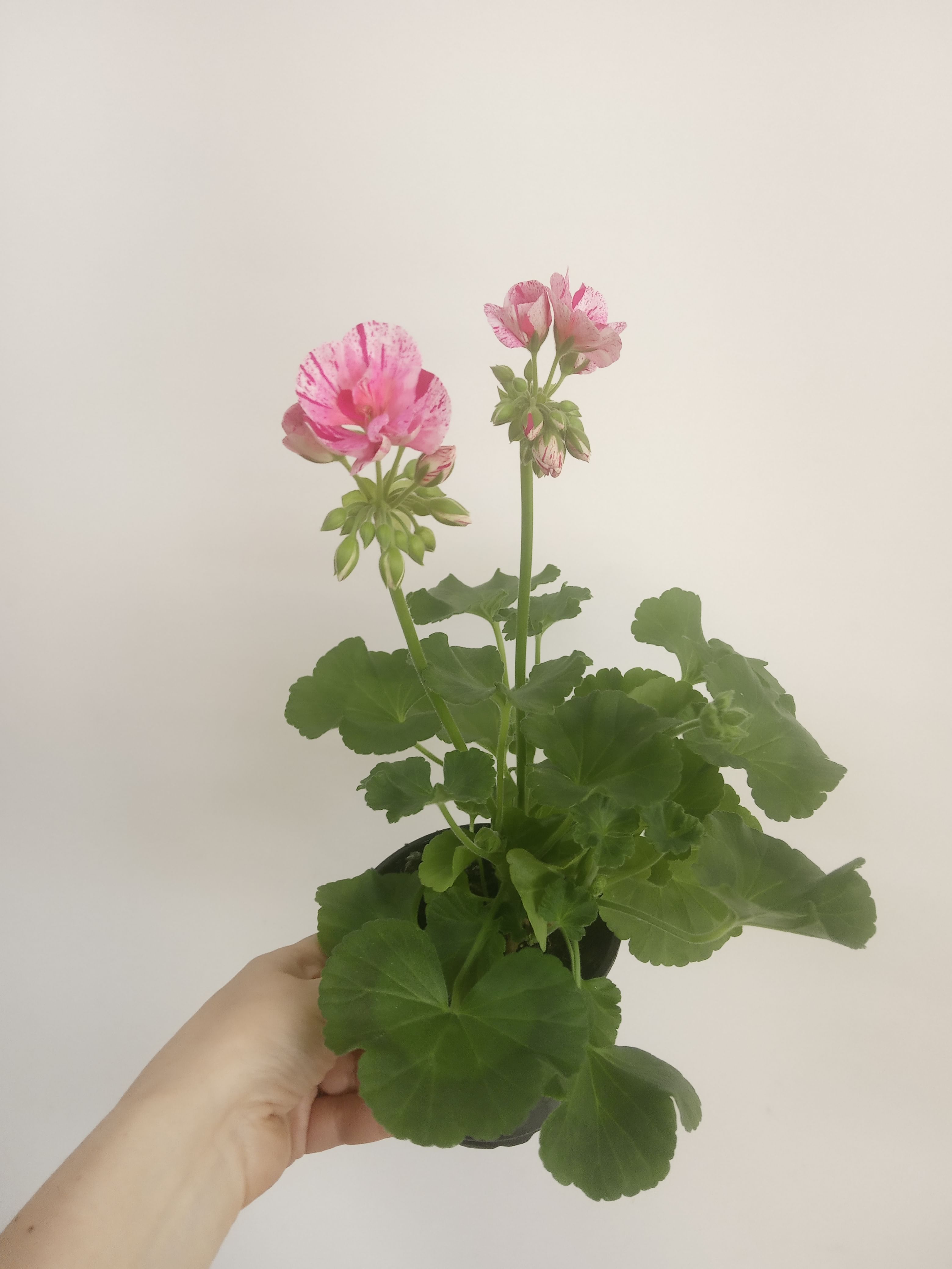 Пеларгония Сэрвивор Батик