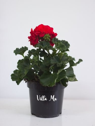 Пеларгония нежно розовая махровая Саванна Пинк