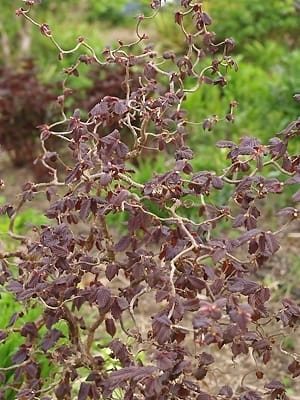 Лещина Ред Мажестик красная