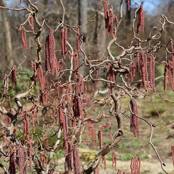 Лещина Ред Мажестик красная