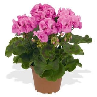 Пеларгония Сэрвивор Индиго скай