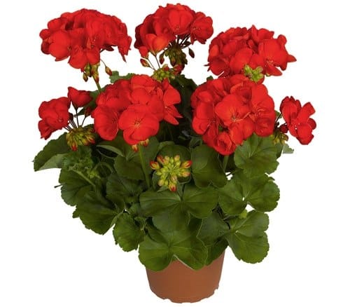 Пеларгония Сэрвивор Черри