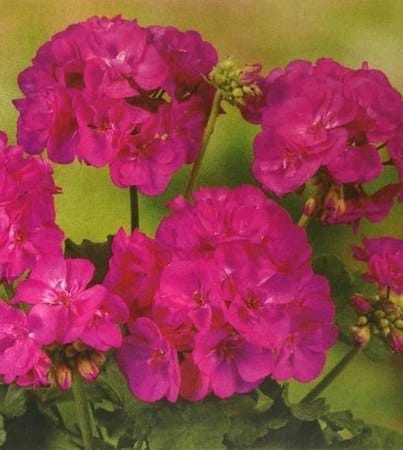 Пеларгония Сэрвивор Неон виолет