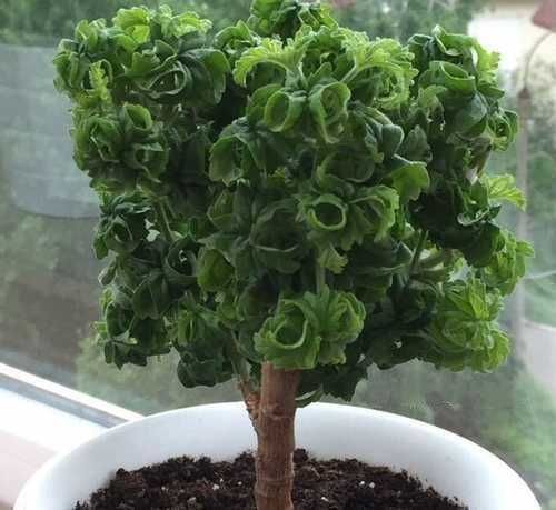 Пеларгония душистая кудрявая душистая