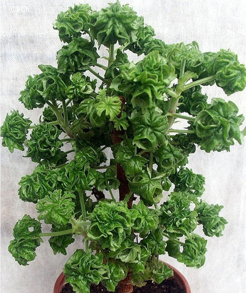 Пеларгония душистая кудрявая душистая