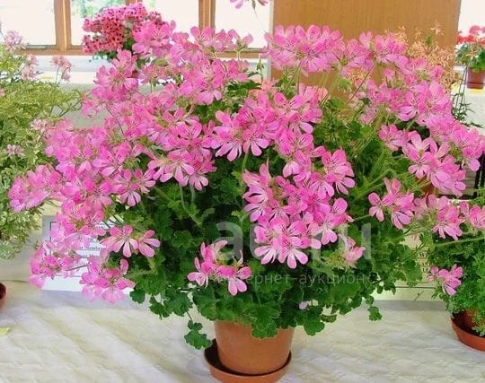 Пеларгония Пинк капитатум душистая