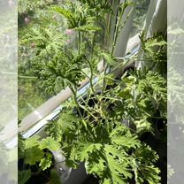 Пеларгония Пинк капитатум душистая