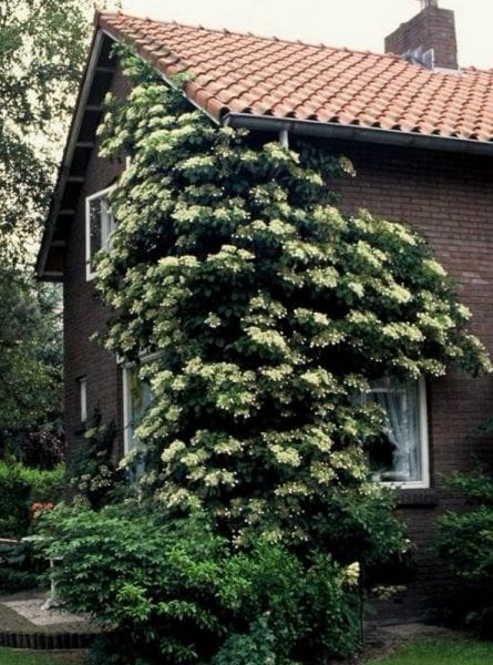 Гортензия плетистая вьющаяся черешковая петиоларис садовая