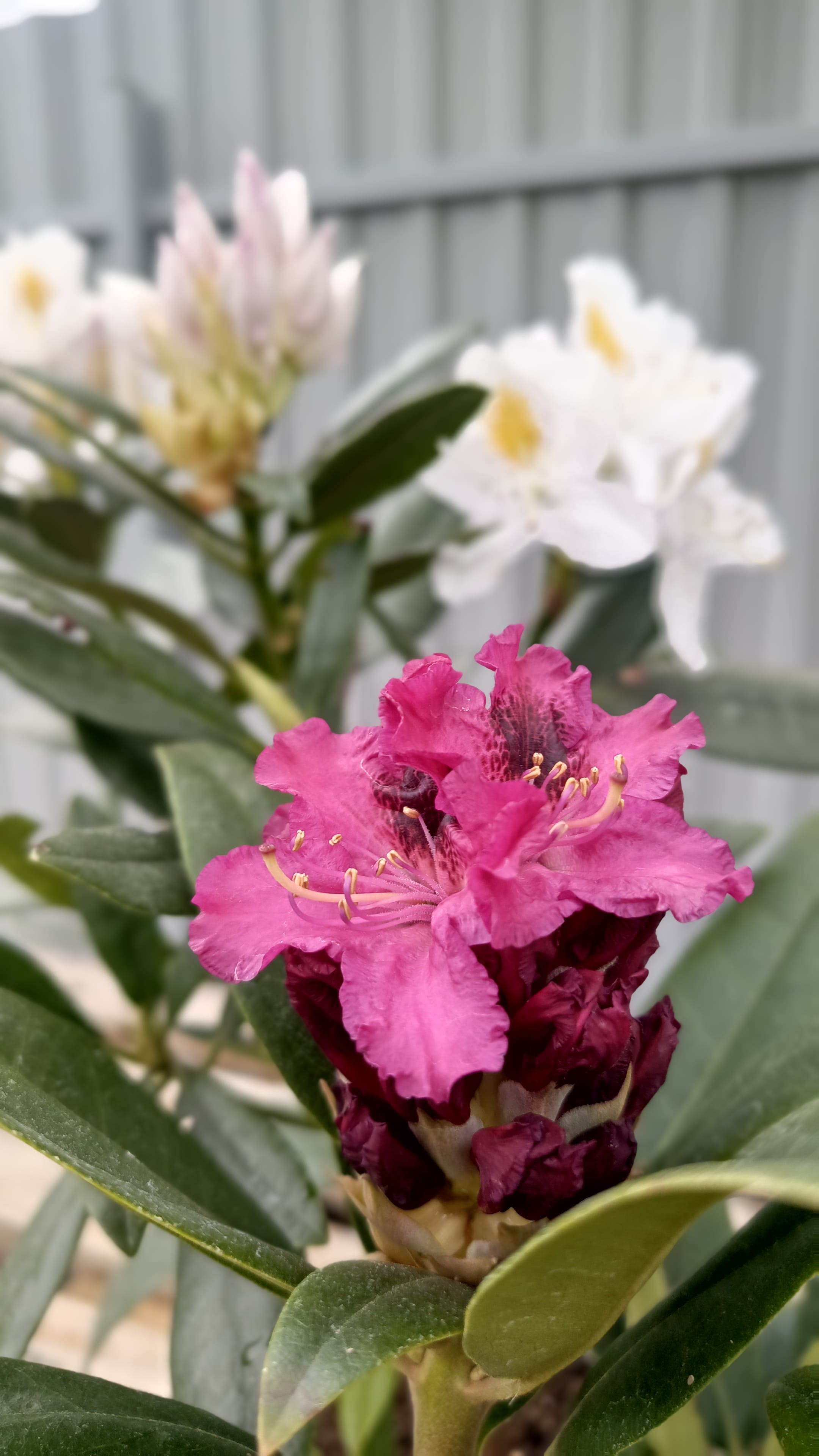 Рододендрон малиново-бордовый фиолетовый