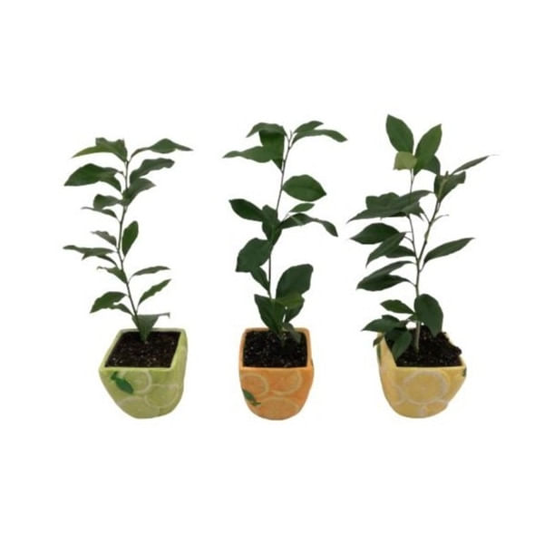 Саженец в керамическом горшке