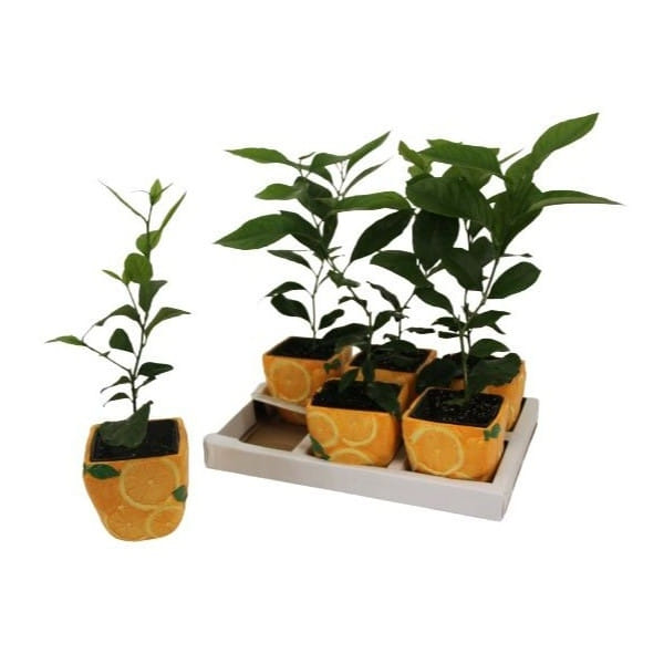 Каламондин саженец в керамике