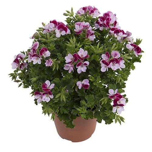 Пеларгония ангел типа Angel Eyes Bicolor