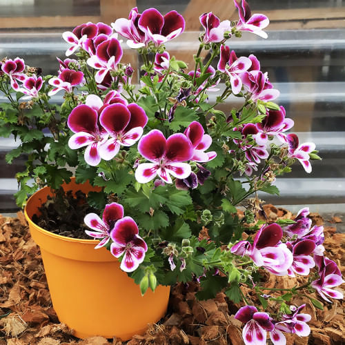 Пеларгония ангел типа Angel Eyes Bicolor