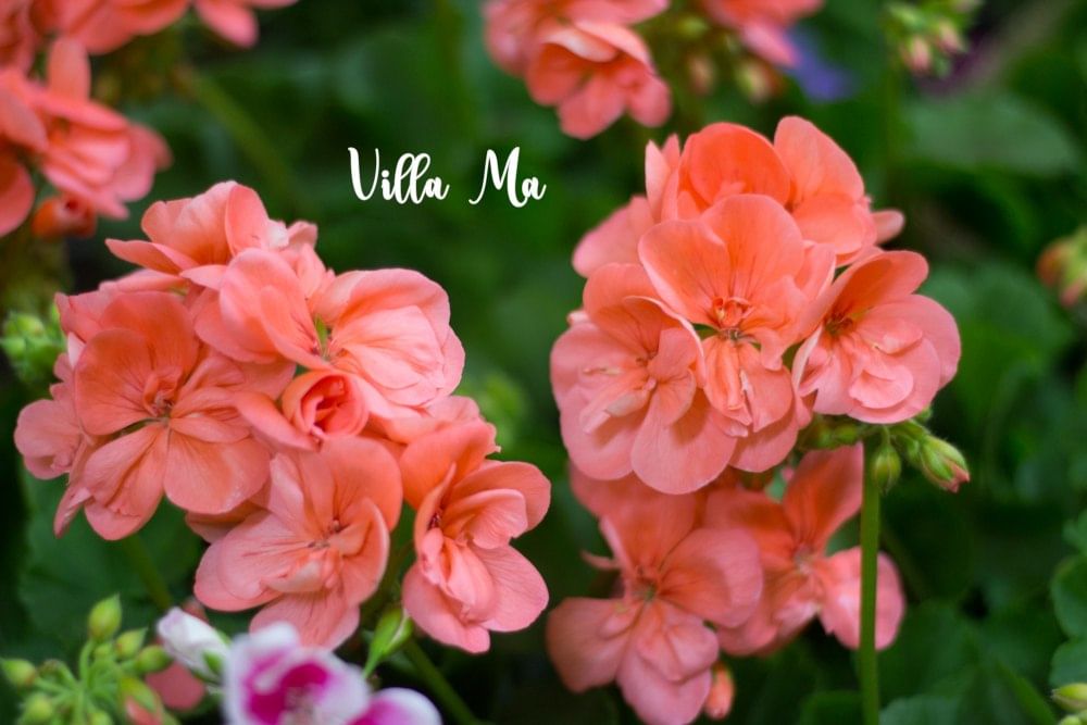 Пеларгония Саванна Сальмон