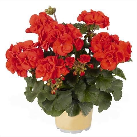 Пеларгония Саванна Сальмон