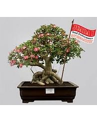 Адениум в керамическом кашпо бонс. Адениум в керамическом кашпо бонс.