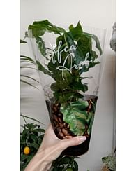 Кофе Кофе