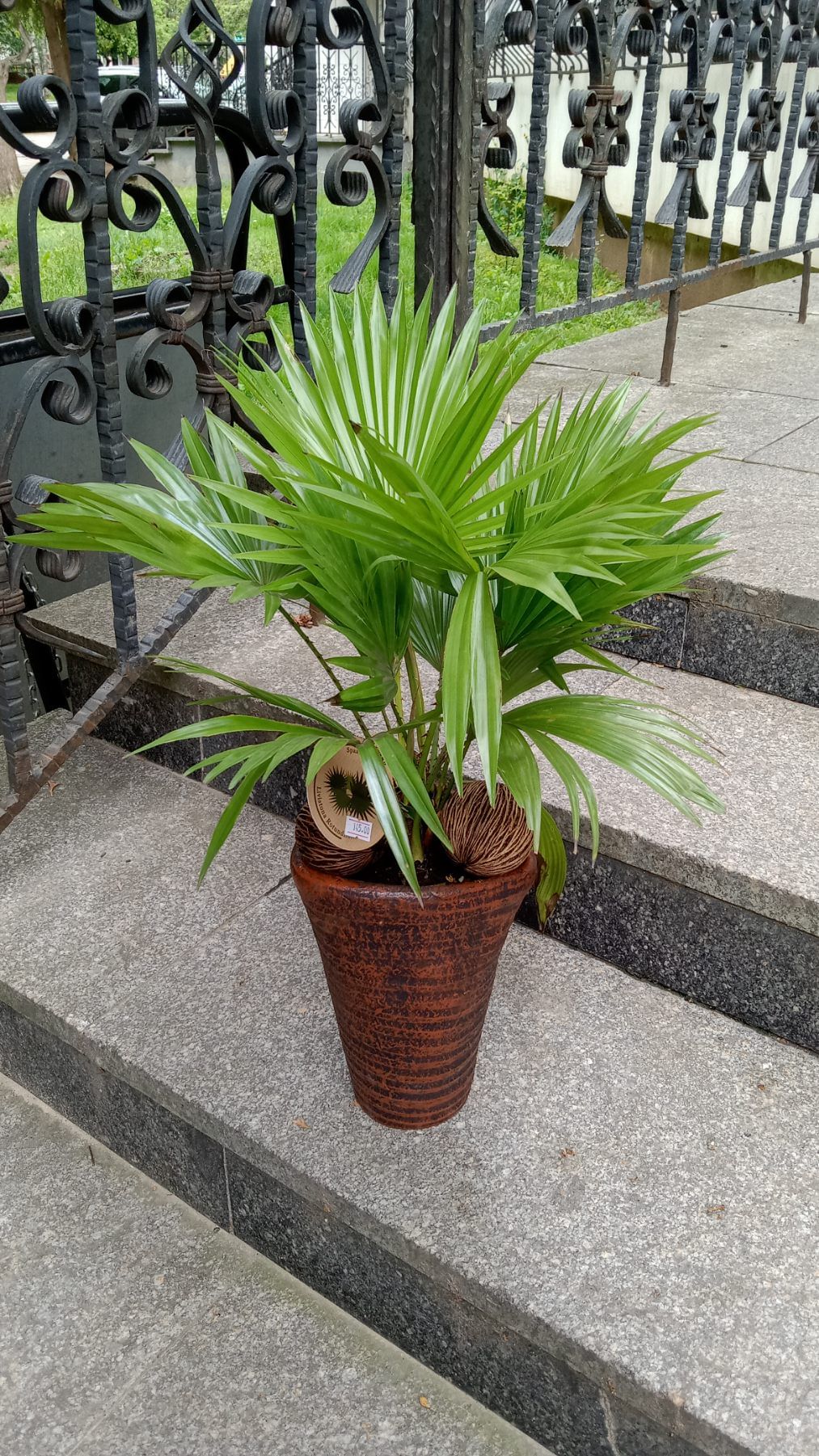 ЛИВИСТОНА пальма веерная