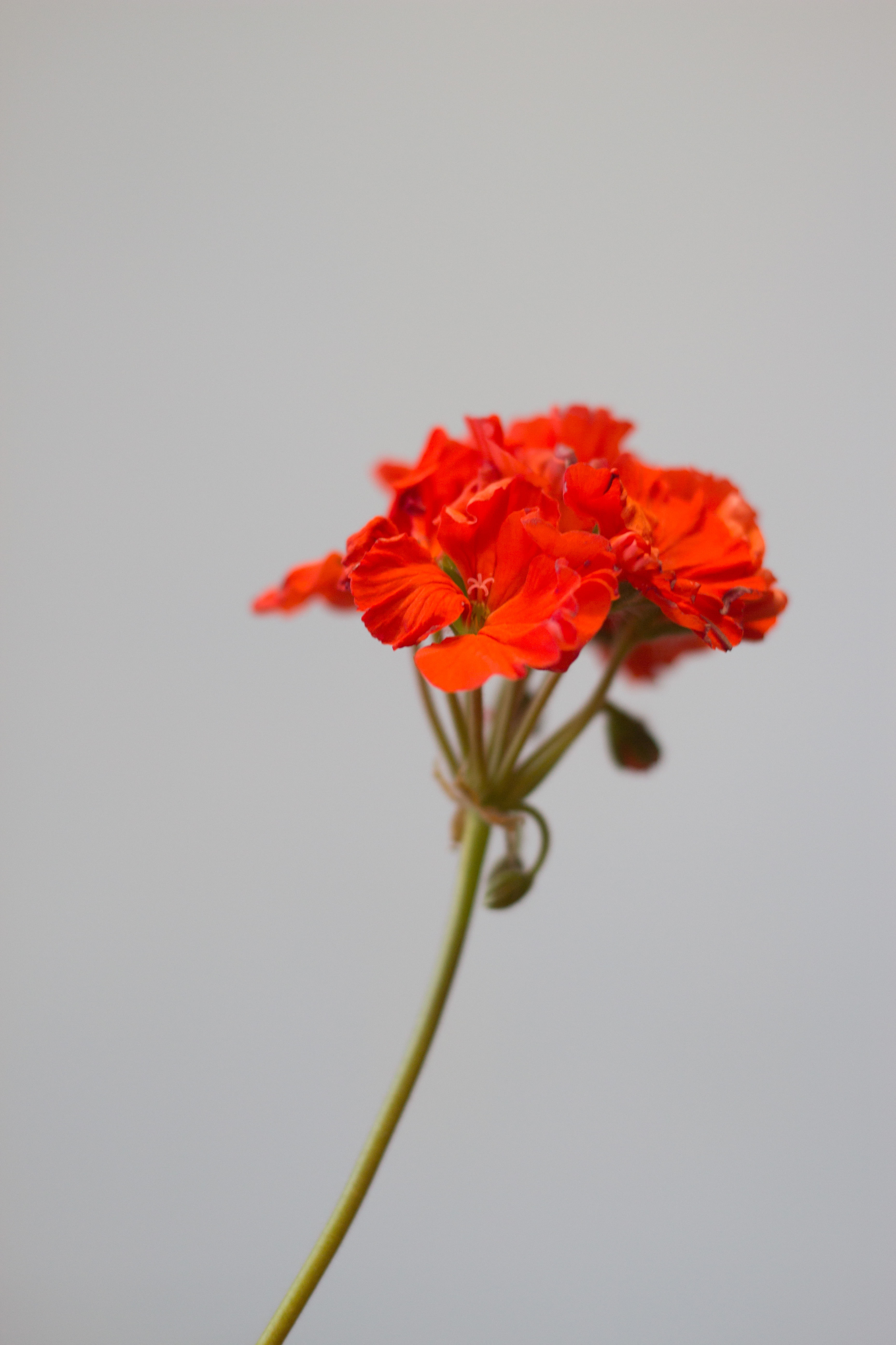 Пеларгония Саванна Оранж