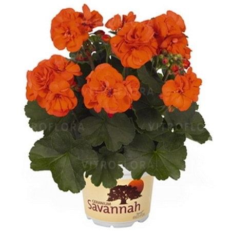 Пеларгония Саванна Оранж